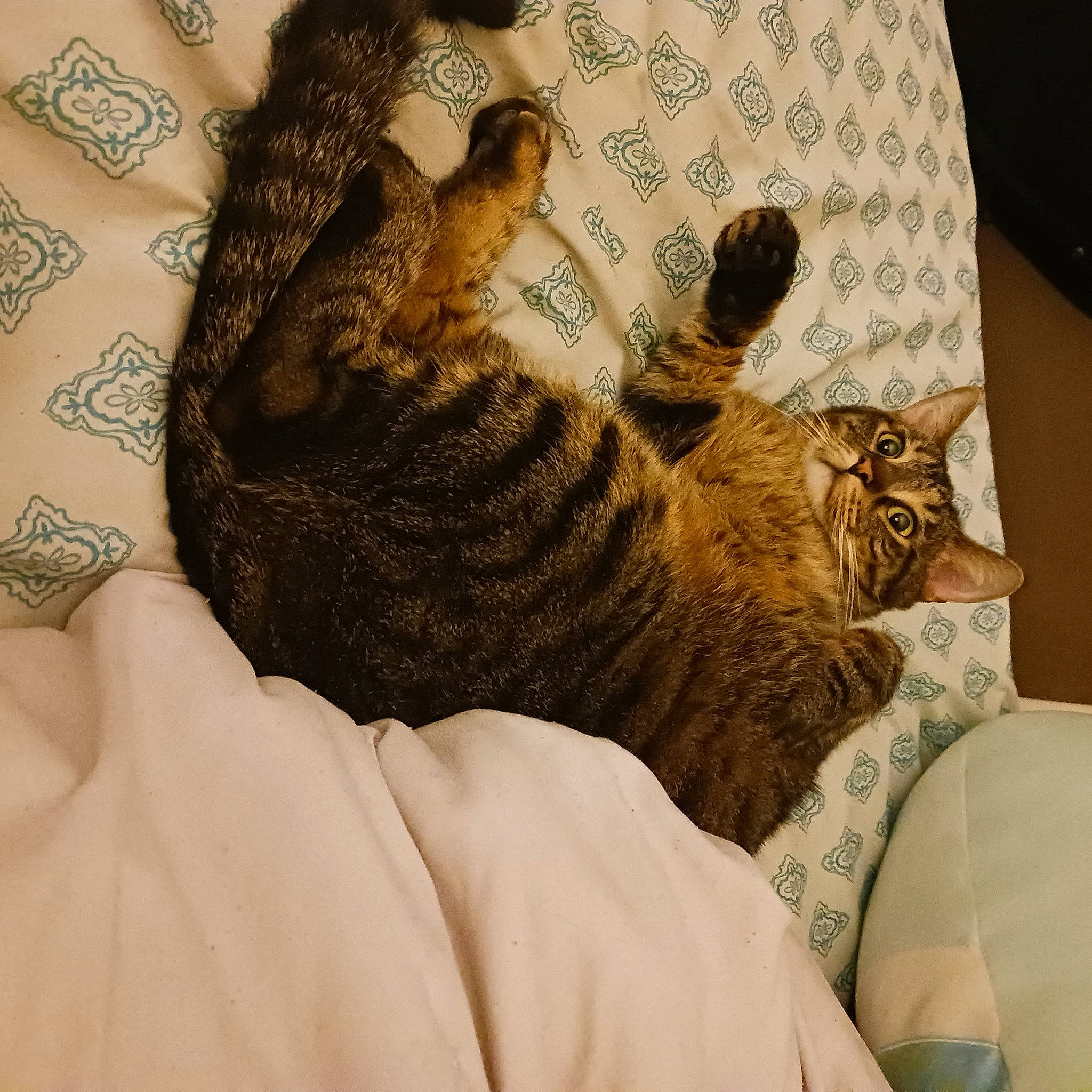 Prince joined the competition — help win amazing prizes! bed, carnivore, cat, claw, comfort, domestic_short_haired_cat, fawn, felidae, fur, human_leg, linens, nap, pattern, paw, small_to_medium_sized_cats, snout, tail, terrestrial_animal, thigh, whiskers