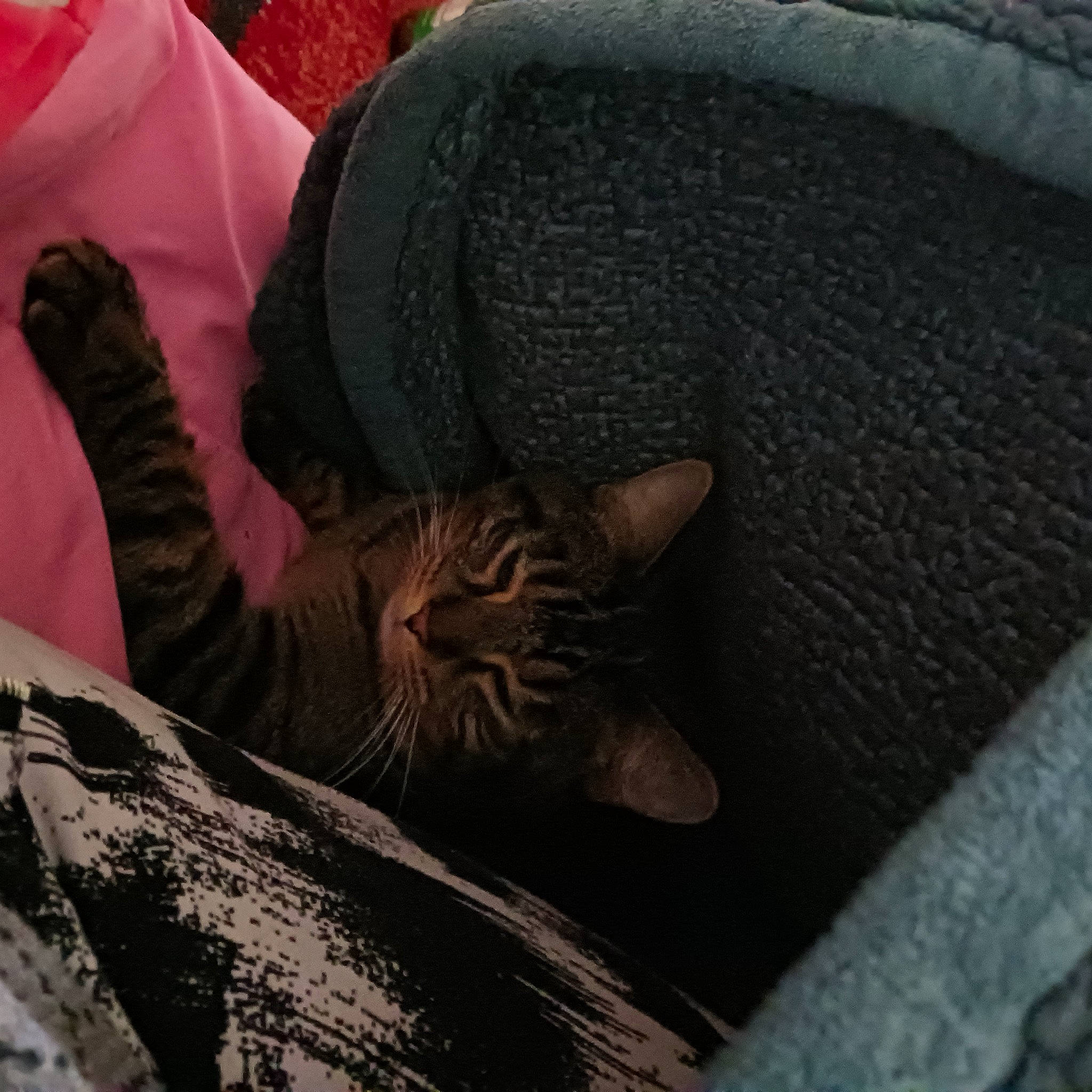 Prince is registered to the contest to win money with this photo: automotive_tire, automotive_wheel_system, carnivore, cat, comfort, domestic_short_haired_cat, felidae, fur, grass, grey, human_leg, nap, road_surface, sitting, small_to_medium_sized_cats, tail, terrestrial_animal, thigh, tints_and_shades, whiskers