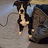 Bruno joined the competition — help win amazing prizes! puppy, dog, bed, blanket, indoor, window, black_and_white, pet, fur, ears, eyes, face, floor, sheet, curious, small_dog, sitting, young_dog, domestic_animal, cozy