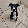 Bruno joined the competition — help win amazing prizes! puppy, dog, black_and_white, sitting, tile_floor, indoors, door, ears, cute, pet, animal, young_dog, looking_up, floor_tiles, white_paws, nose, expression, waiting, pet_indoor, companion