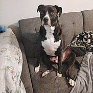 Bruno is registered to the contest to win money with this photo: dog, black_and_white, couch, blanket, indoor, pet, sitting, furniture, wall, pattern, cozy, canine, home, resting, animal, looking, expression, fur, paw, comfort