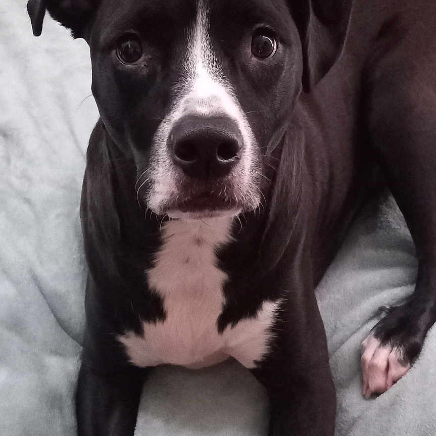 Bruno