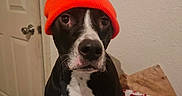 Bruno joined the competition — help win amazing prizes! dog, black_and_white, beanie, hat, indoor, door, blanket, fabric, pet, canine, animal, face, headwear, cute, sitting, wall, nose, whiskers, expression, cozy