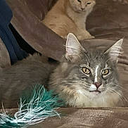 Allyocha participe au concours pour gagner de l'argent avec cette photo : cat, two_cats, gray_cat, cream_cat, tabby, feather_toy, pet_toy, couch, blanket, indoor, portrait, close_up, whiskers, ears, golden_eyes, fur, relaxed, sitting, living_room, furry