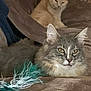 cat, two_cats, gray_cat, cream_cat, tabby, feather_toy, pet_toy, couch, blanket, indoor, portrait, close_up, whiskers, ears, golden_eyes, fur, relaxed, sitting, living_room, furry