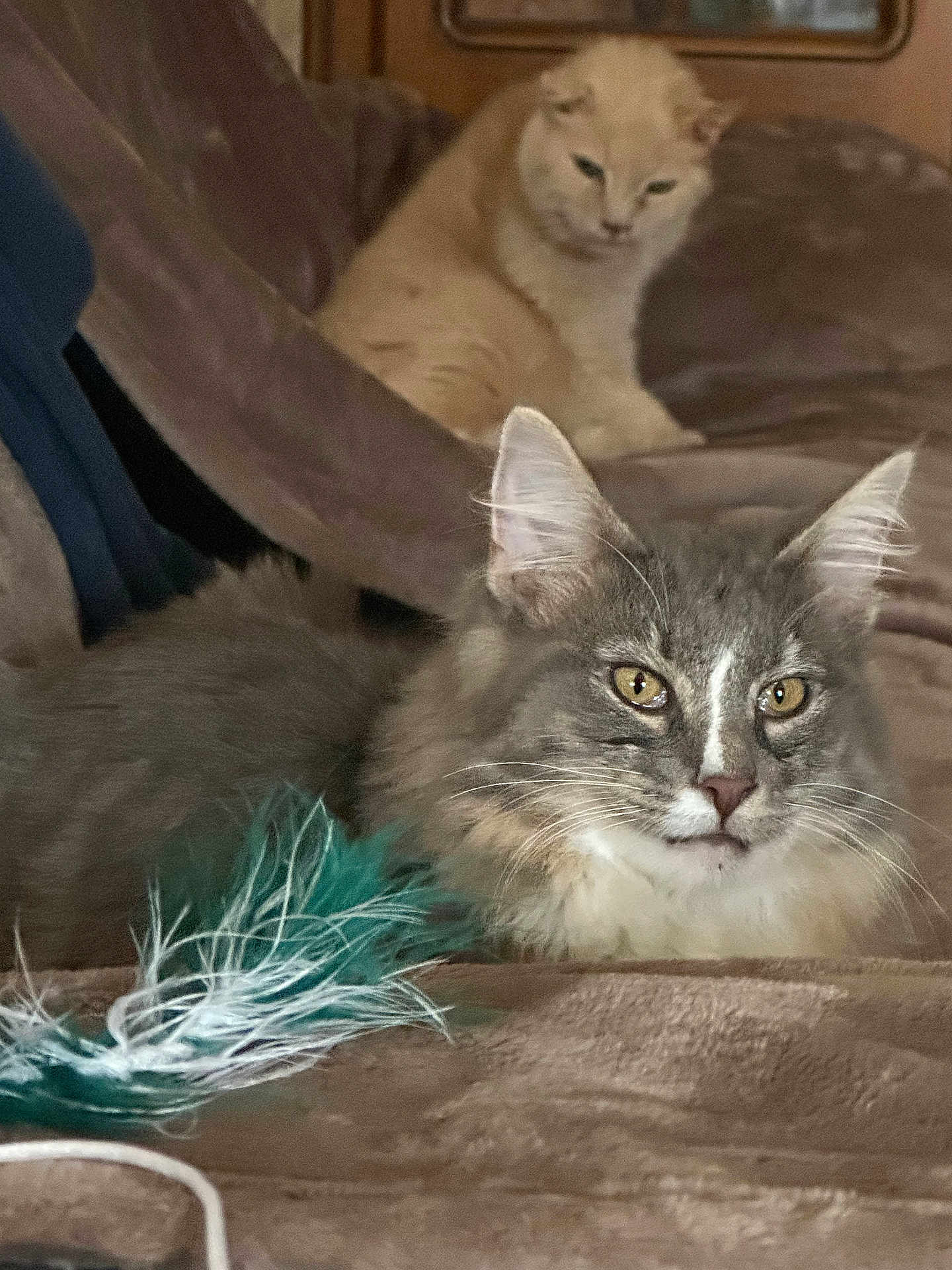 Allyocha participe au concours pour gagner de l'argent avec cette photo : cat, two_cats, gray_cat, cream_cat, tabby, feather_toy, pet_toy, couch, blanket, indoor, portrait, close_up, whiskers, ears, golden_eyes, fur, relaxed, sitting, living_room, furry