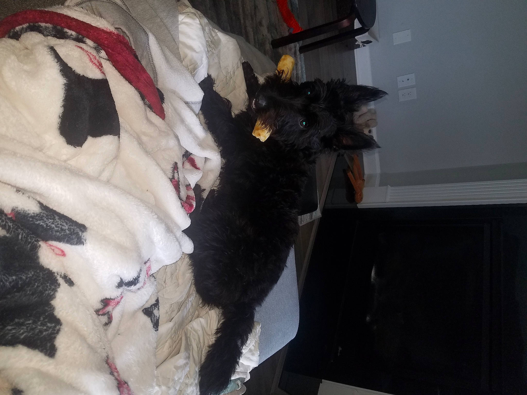 Berlin is registered to the contest to win money with this photo: black_cat, bombay, canidae, carmine, carnivore, companion_dog, dog_breed, domestic_short_haired_cat, felidae, fur, guard_dog, natural_material, non_sporting_group, puppy, small_to_medium_sized_cats, snout, sporting_group, tail, whiskers