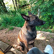 Sky Et Shaïka a rejoint le concours — aidez-le/la à gagner de superbes lots ! dog, canine, sitting, leash, collar, sneaker, person_leg, bench, dirt_path, grass, trees, river, forest, outdoor, nature, portrait, ears_up, attentive, sunlight, shaded