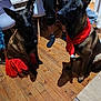 dog, dogs, belgian_malinois, pet, indoor, hardwood_floor, christmas, red_scarf, red_tutu, chair, person_legs, socks, shadow, wood_floor, festive, looking_up, ears, paws, domestic_animal, portrait