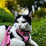 cat, black_and_white, pink_harness, leash, outdoor, grass, clover, pet, animal, fur, whiskers, ears, muzzle, nature, relaxed, portrait, close_up, daylight, greenery, domestic_cat