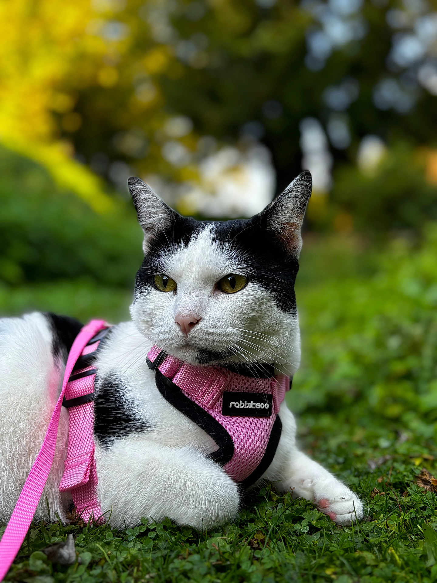 Tequila participe au concours pour gagner de l'argent avec cette photo : cat, black_and_white, pink_harness, leash, outdoor, grass, clover, pet, animal, fur, whiskers, ears, muzzle, nature, relaxed, portrait, close_up, daylight, greenery, domestic_cat