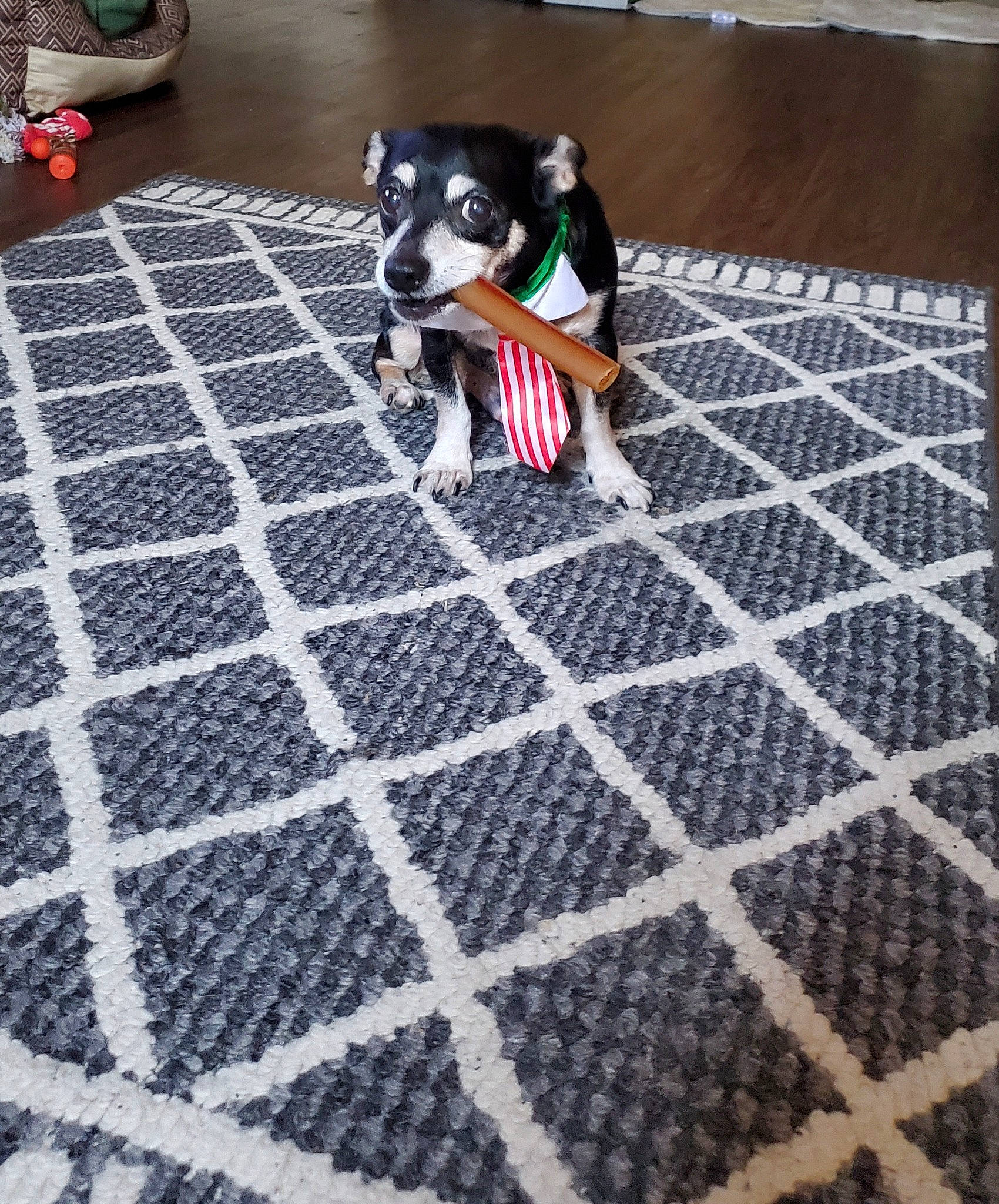 Waddles joined the competition — help win amazing prizes! black, carmine, carnivore, cobblestone, companion_dog, composite_material, dog, dog_breed, dog_supply, floor, flooring, mesh, non_sporting_group, pattern, sidewalk, sporting_group, tail, tile, toy_dog, white