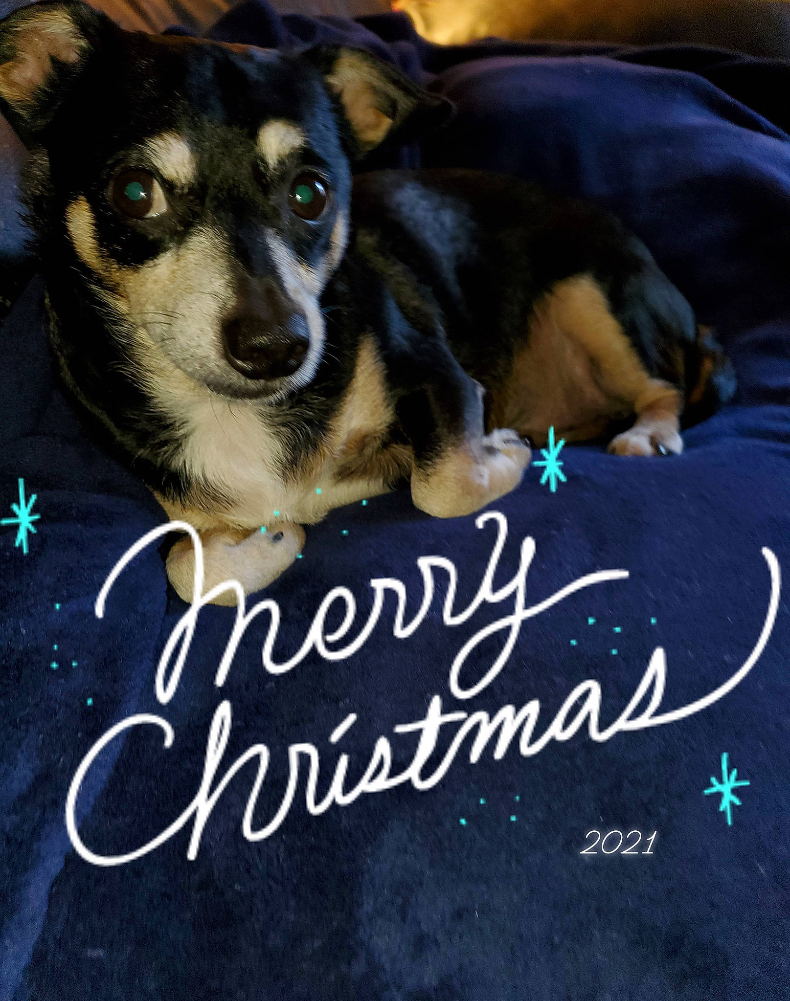 Waddles joined the competition — help win amazing prizes! advertising, art, book_cover, canidae, carnivore, companion_dog, dog, dog_breed, dog_supply, font, fur, happy, paw, photo_caption, poster, publication, snout, sporting_group, toy_dog, whiskers