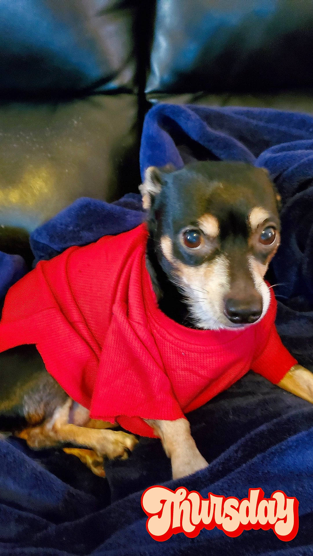 Waddles joined the competition — help win amazing prizes! canidae, carnivore, companion_dog, corgi_chihuahua, dog, dog_breed, dog_clothes, dog_supply, electric_blue, fawn, fur, puppy, sitting, snout, toy_dog, whiskers, working_animal