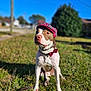 Bailey is registered to the contest to win money with this photo: dog, canine, pet, outdoor, grass, hat, bow_tie, collar, sunny, daytime, animal, mammal, nature, portrait, sitting, leash, fashion, cute, domestic_animal, clear_sky