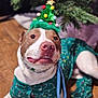 Bailey is registered to the contest to win money with this photo: dog, christmas_tree_hat, pajamas, holiday, festive, wooden_floor, decorations, pet, canine, costume, indoor, christmas, celebration, cute, smiling, animal, green, red, white, funny