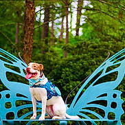 Bailey is registered to the contest to win money with this photo: dog, animal, pet, outdoor, forest, bench, butterfly_wings, greenery, nature, happy, tongue_out, sitting, blue_harness, bandana, daylight, wood, plant, leaf, cute, playful