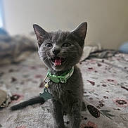 Toad is registered to the contest to win money with this photo: kitten, gray_cat, pet, collar, indoor, bed, blanket, cute, animal, fur, whiskers, young_cat, meowing, sitting, domestic_cat, feline, playful, small, adorable, furry