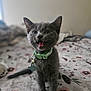 kitten, gray_cat, pet, collar, indoor, bed, blanket, cute, animal, fur, whiskers, young_cat, meowing, sitting, domestic_cat, feline, playful, small, adorable, furry