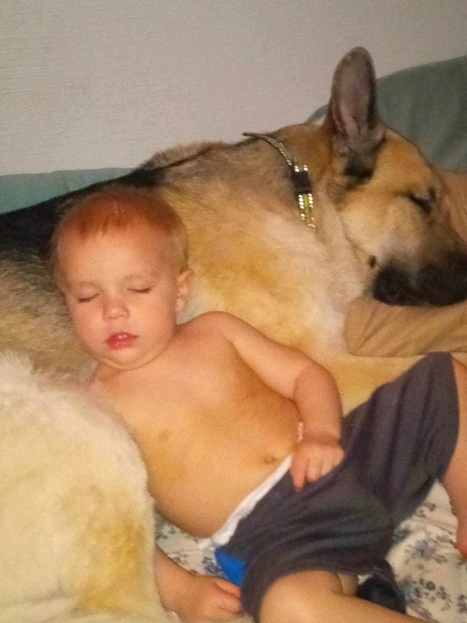 Orion joined the competition — help win amazing prizes! abdomen, barechested, canidae, carnivore, chest, comfort, companion_dog, dog, dog_breed, dog_supply, fawn, fur, nap, paw, person, sitting, sleep, snout, sporting_group, toddler