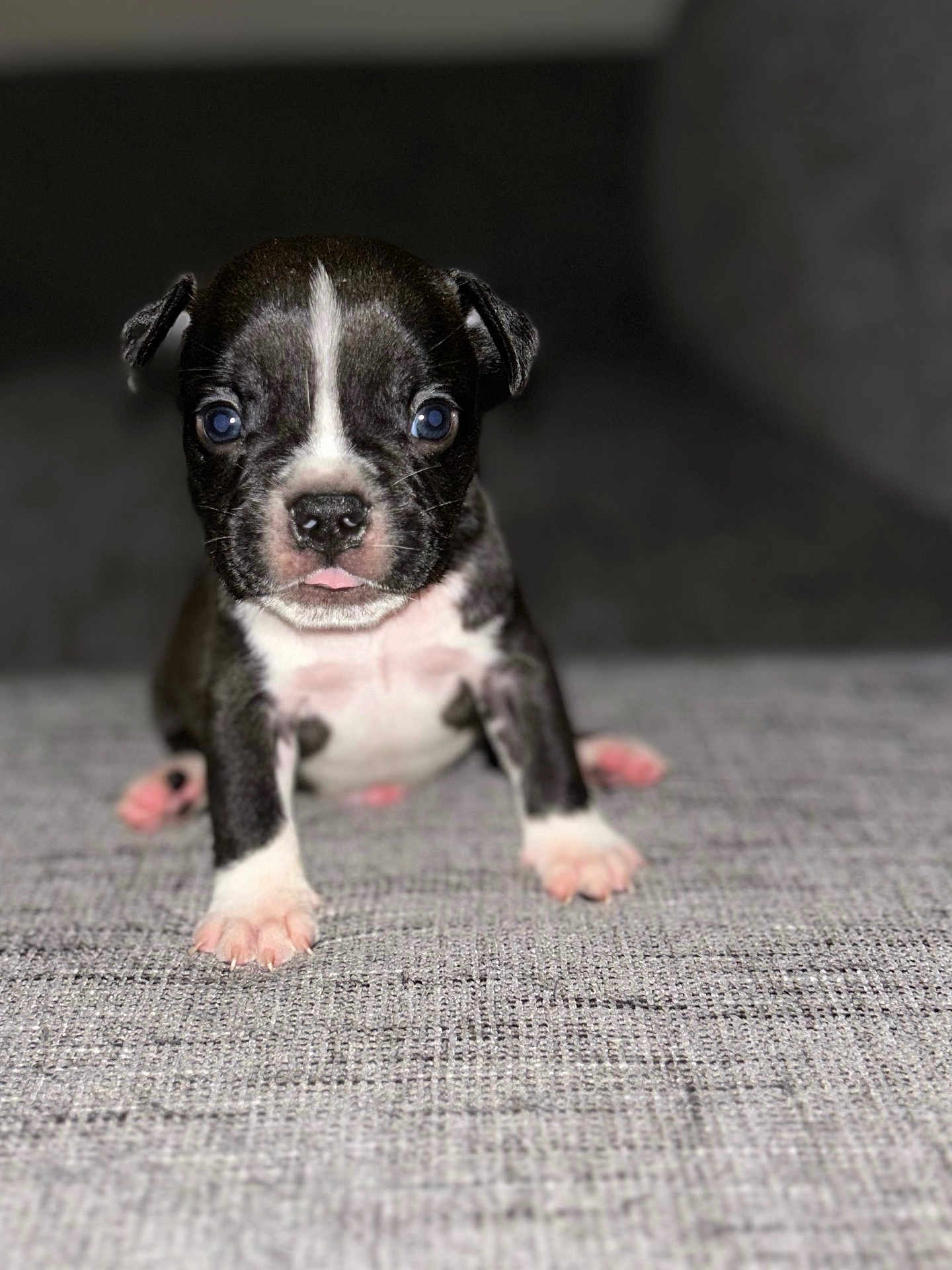 Little Bits joined the competition — help win amazing prizes! puppy, dog, black_and_white, blue_eyes, tongue_out, cute, pet, young, small, fur, animal, indoor, texture, sitting, front_paws, close_up, adorable, portrait, canine, grey_background
