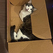 Toby is registered to the contest to win money with this photo: box, cardboard_box, cat, ear, feline, flooring, hardwood_floor, home, indoor, looking_up, paws, pet, playful, sitting, surprised_expression, tabby, tail, tongue_out, whiskers, white_fur