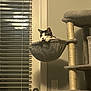cat, cat_face, cat_tree, hammock, indoor, window_blinds, door, doorknob, light_switch, paws, whiskers, cozy, plush, furniture, pet, home_interior, beige_wall, vertical_composition, relaxed, nighttime