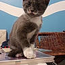 cat, kitten, gray_cat, white_paws, white_chest, sitting, indoors, portrait, pet, animal, whiskers, ears, eyes, fur, books, stack_of_books, table, wicker_furniture, blue_wall, home_interior