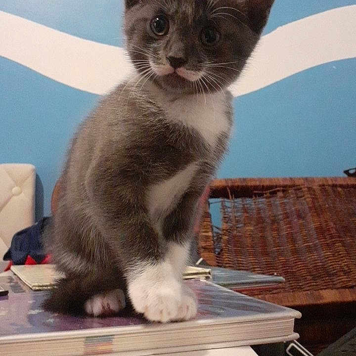 Diamant participe au concours pour gagner de l'argent avec cette photo : cat, kitten, gray_cat, white_paws, white_chest, sitting, indoors, portrait, pet, animal, whiskers, ears, eyes, fur, books, stack_of_books, table, wicker_furniture, blue_wall, home_interior