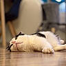 cat, black_and_white, pet, animal, lying_down, relaxed, sleepy, indoor, floor, wood_floor, portrait, close_up, whiskers, paws, fur, feline, resting, blurred_background, cozy, funny