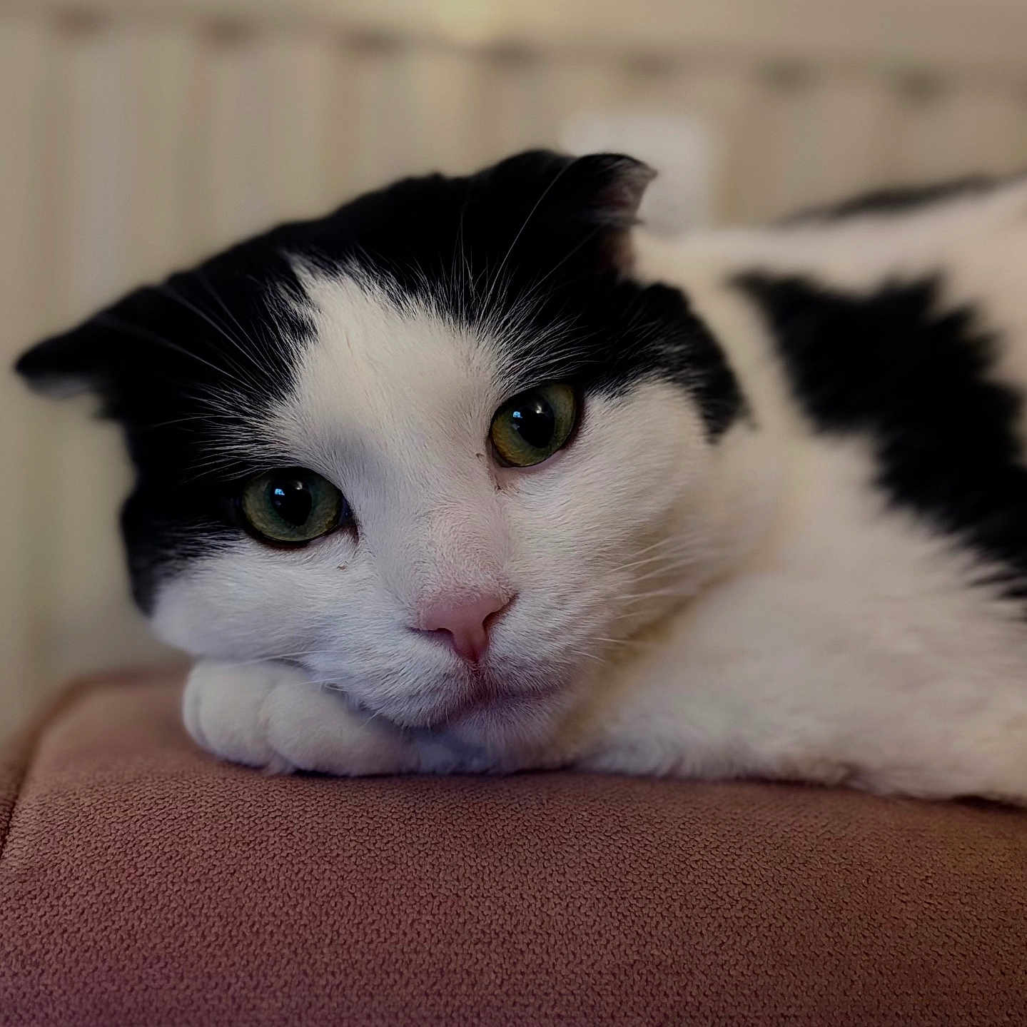 Choufleur participe au concours pour gagner de l'argent avec cette photo : cat, black_and_white, pet, animal, feline, close_up, portrait, lying_down, relaxed, whiskers, green_eyes, pink_nose, paws, fur, couch, brown_fabric, indoor, soft_lighting, shallow_depth_of_field, cute