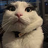 Choufleur participe au concours pour gagner de l'argent avec cette photo : cat, white_cat, black_and_white, pet, animal, close_up, portrait, face, whiskers, pink_nose, eyes, collar, fur, indoors, night, blue_background, window, looking_at_camera, serious_expression, funny