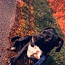 Alaska a rejoint le concours — aidez-le/la à gagner de superbes lots ! dog, black_and_white_dog, lying_down, outdoor, grass, path, leash, collar, pet, animal, portrait, sunset, golden_hour, warm_lighting, black_fur, white_chest, floppy_ears, relaxed, walking_trail, text_overlay