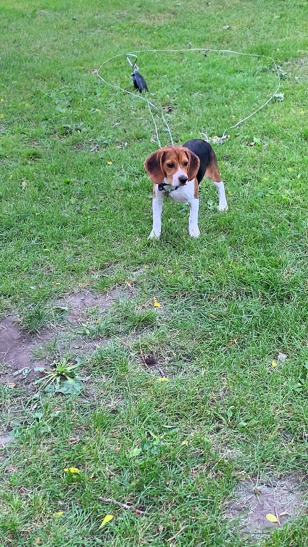 Jethro is registered to the contest to win money with this photo: beaglier, canidae, carnivore, cavalier_king_charles_spaniel, companion_dog, dog, dog_breed, fawn, grass, grassland, groundcover, hunting_dog, lawn, pasture, plant, rough_collie, sporting_group, tail, terrestrial_animal, working_dog