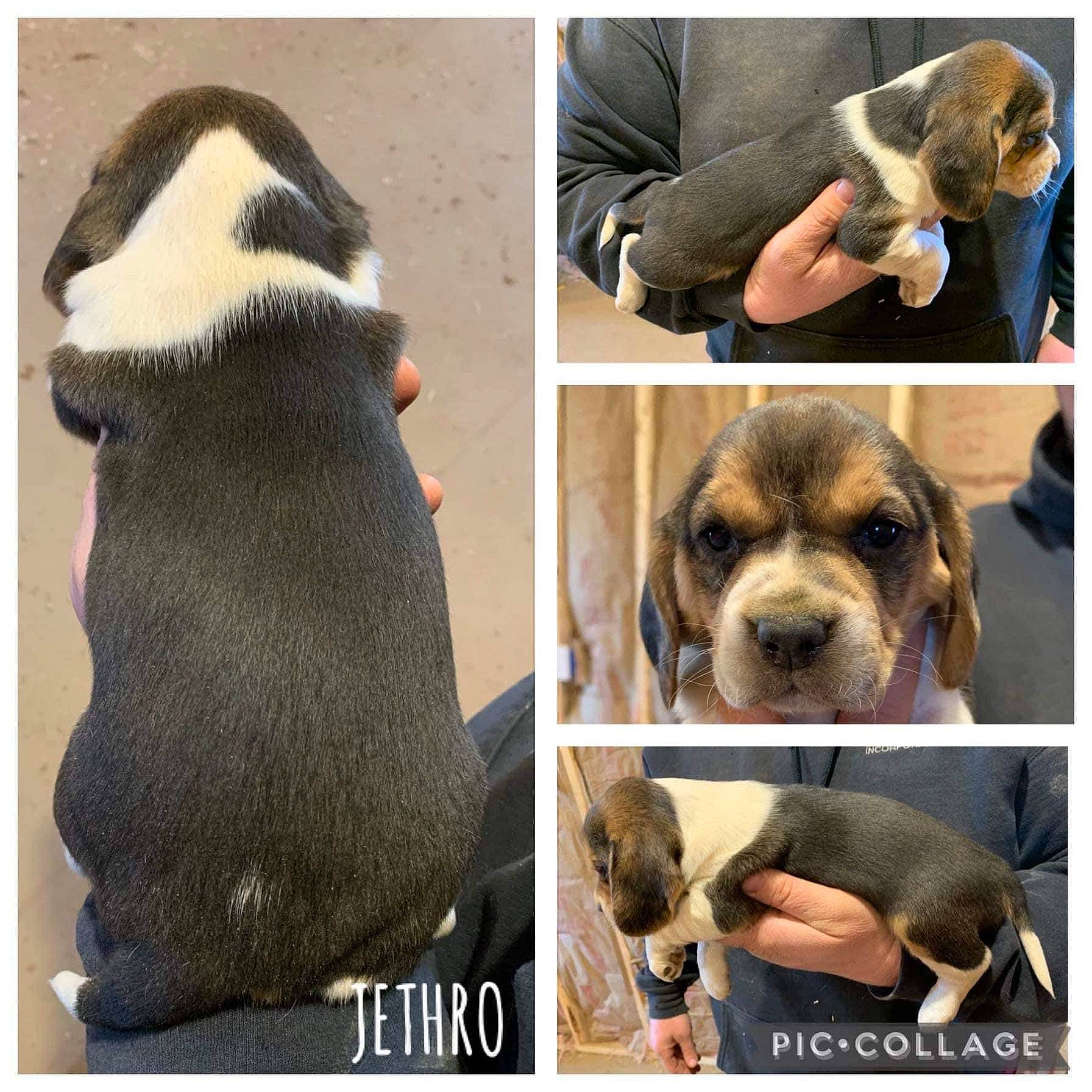 Jethro joined the competition — help win amazing prizes! art, carnivore, collage, companion_dog, dog, dog_breed, fur, gesture, mammal, pattern, photograph, photography, selfie, sitting, snapshot, snout, stuffed_toy, toy_dog, vertebrate, working_animal