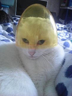 Heidi a rejoint le concours — aidez-le/la à gagner de superbes lots ! burmilla, carnivore, cat, colorpoint_shorthair, fawn, felidae, fur, khao_manee, kitten, nose, scottish_fold, small_to_medium_sized_cats, turkish_angora, whiskers