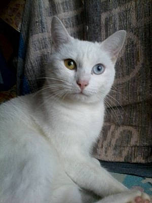 Heidi a rejoint le concours — aidez-le/la à gagner de superbes lots ! aegean_cat, american_wirehair, arabian_mau, asian, burmilla, carnivore, cat, colorpoint_shorthair, domestic_short_haired_cat, felidae, javanese, khao_manee, kitten, mammal, oriental_longhair, small_to_medium_sized_cats, turkish_angora, turkish_van, vertebrate, whiskers