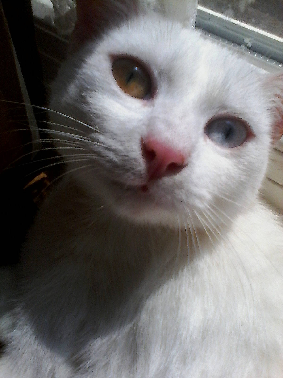 Heidi participe au concours pour gagner de l'argent avec cette photo : aegean_cat, burmilla, carnivore, cat, close_up, domestic_short_haired_cat, eye, face, felidae, fur, head, khao_manee, kitten, mammal, nose, small_to_medium_sized_cats, snout, turkish_angora, turkish_van, whiskers