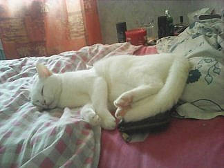 Heidi participe au concours pour gagner de l'argent avec cette photo : canidae, carnivore, cat, dog_breed, fawn, felidae, khao_manee, kitten, nap, small_to_medium_sized_cats, tail