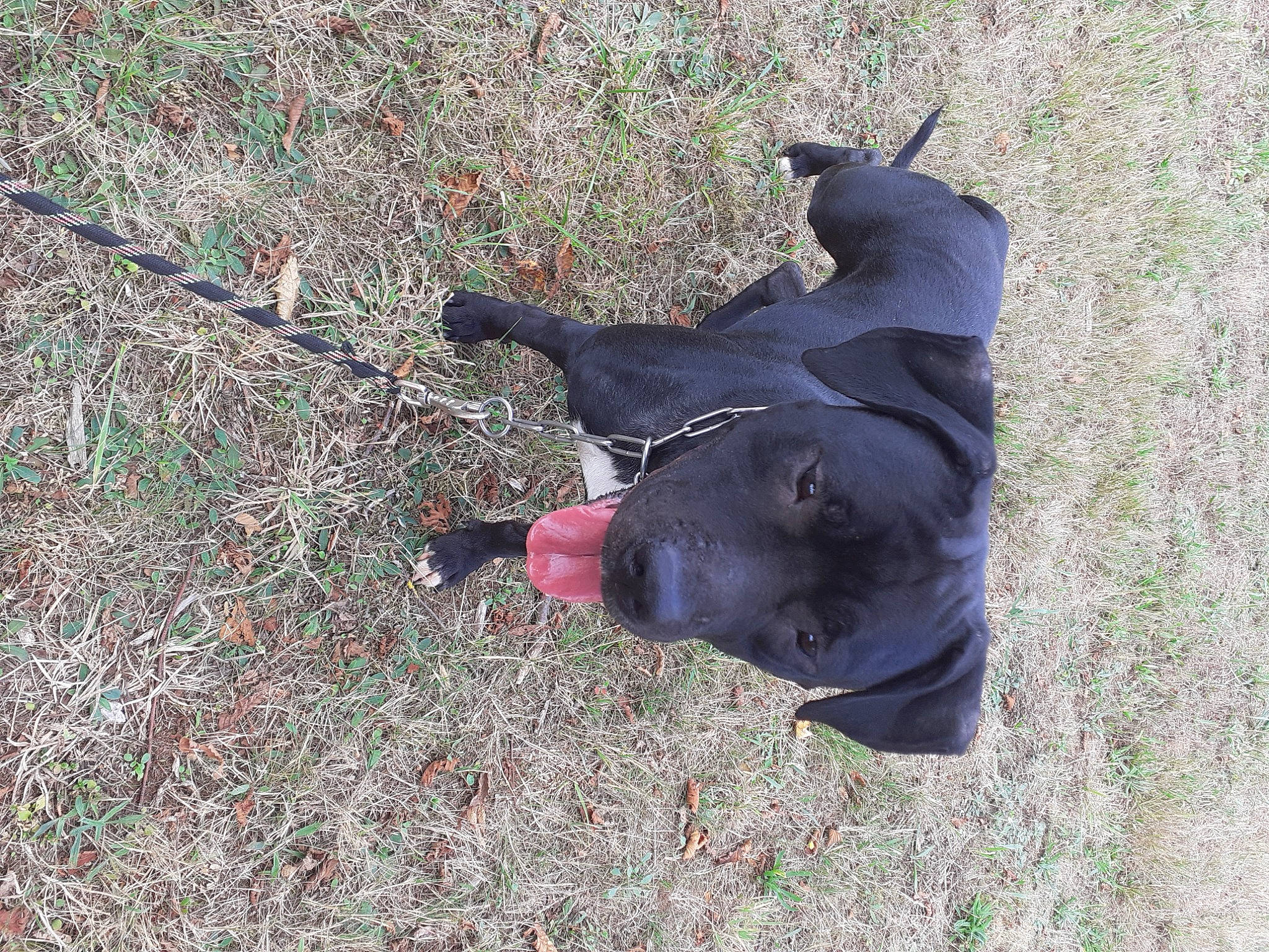 Paillette a rejoint le concours — aidez-le/la à gagner de superbes lots ! canidae, carmine, dog_breed, electric_blue, fashion_accessory, glove, grass, grassland, groundcover, natural_material, personal_protective_equipment, safety_glove, shadow, snout, soil, sporting_group, tail, terrestrial_animal, tints_and_shades, working_animal