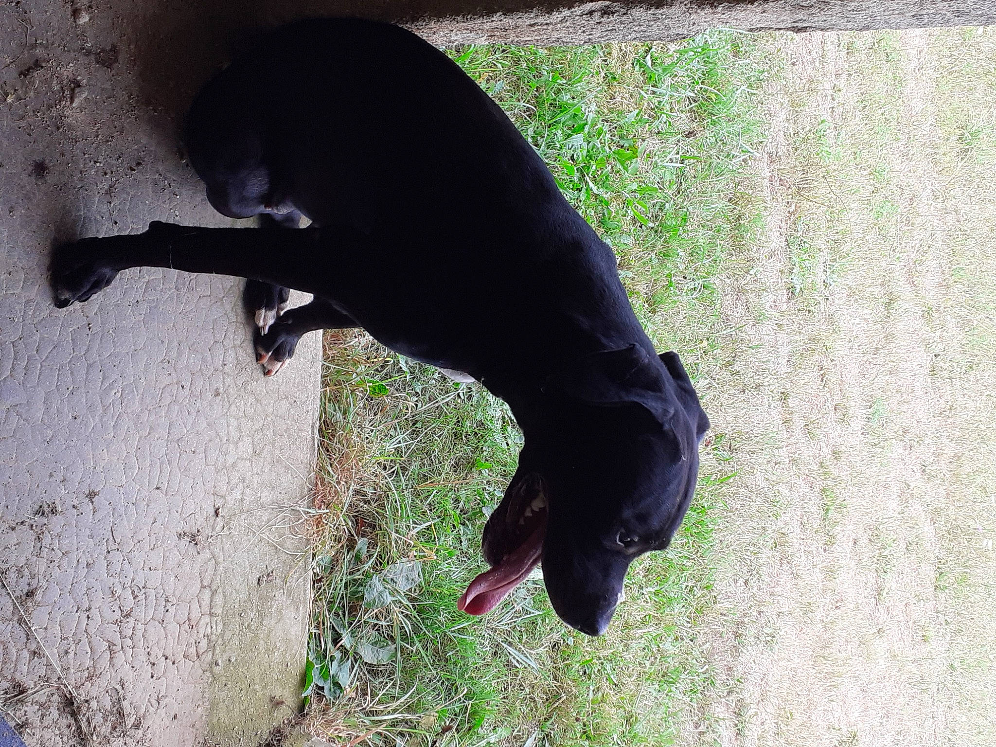 Paillette participe au concours pour gagner de l'argent avec cette photo : carnivore, companion_dog, dog, dog_breed, grass, guard_dog, hunting_dog, non_sporting_group, plant, shade, shadow, snout, sporting_group, tail, terrestrial_animal, tints_and_shades, working_animal