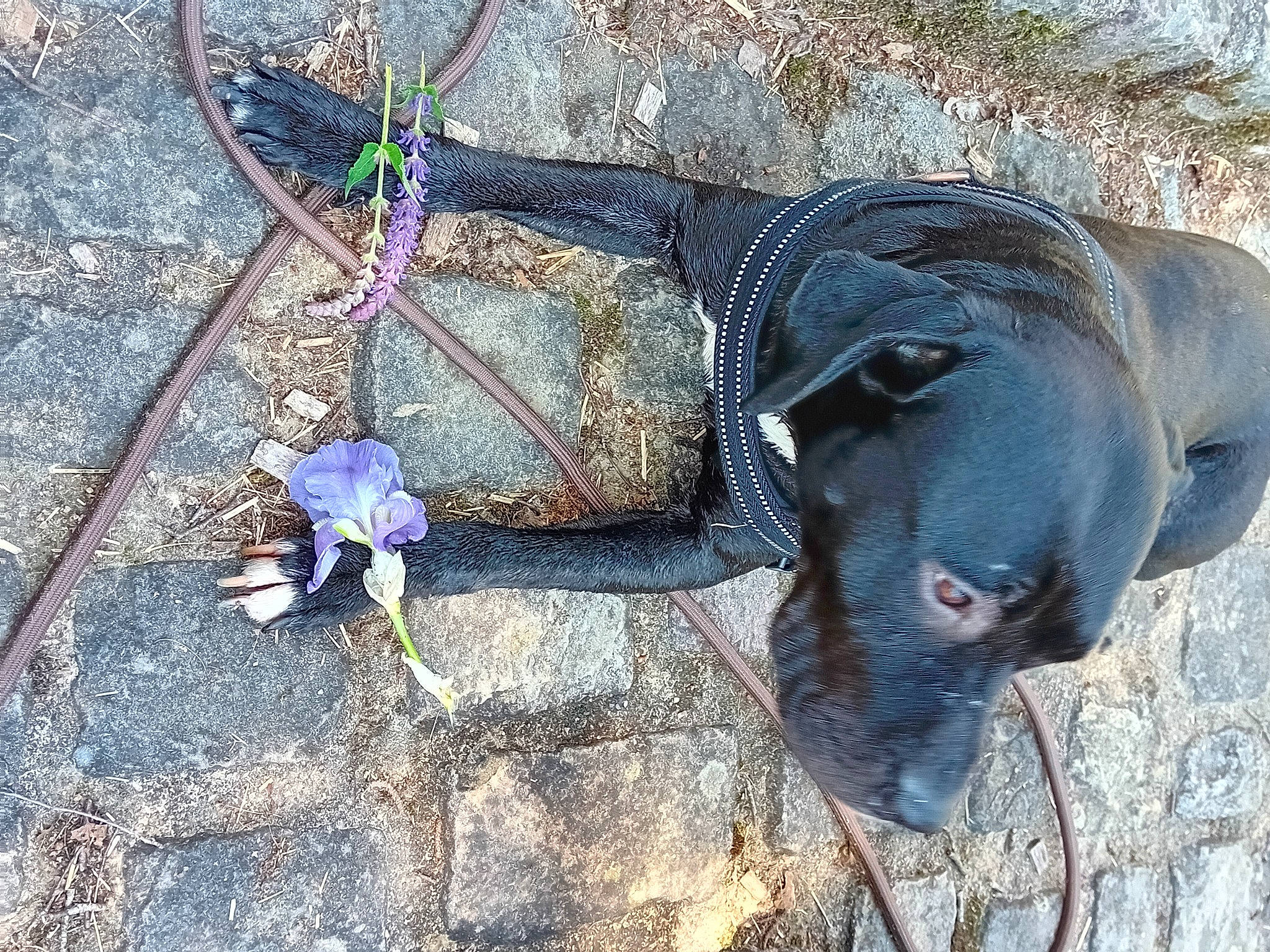 Paillette participe au concours pour gagner de l'argent avec cette photo : canidae, carnivore, dog, dog_breed, dog_collar, electric_blue, fashion_accessory, fawn, fur, grey, leash, liver, petal, plant, purple, sporting_group, terrestrial_animal, toy, wood, working_animal