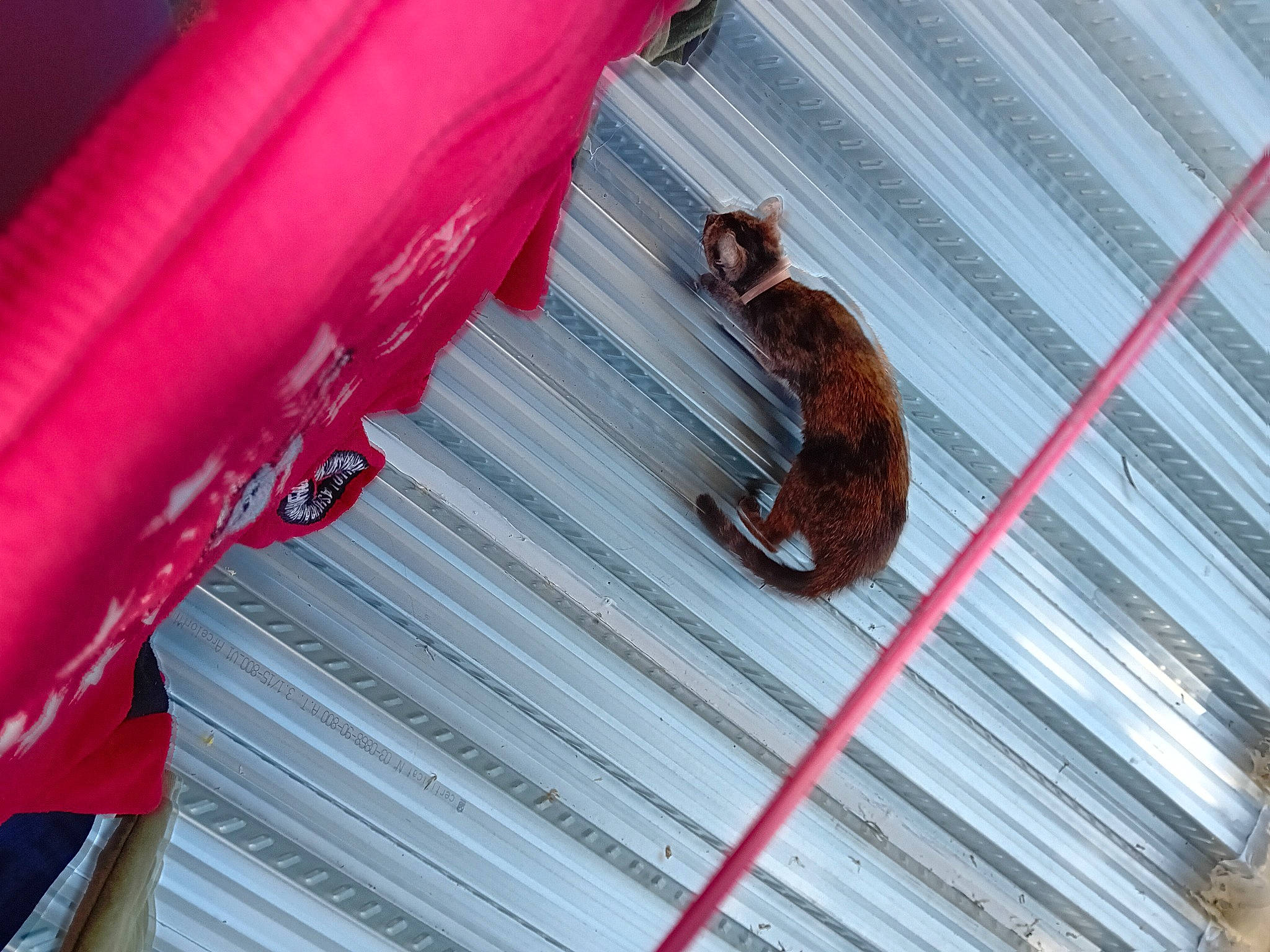 Mystic a rejoint le concours — aidez-le/la à gagner de superbes lots ! carmine, carnivore, chute, elbow, felidae, magenta, primate, red, small_to_medium_sized_cats, tail, terrestrial_animal, textile, wood