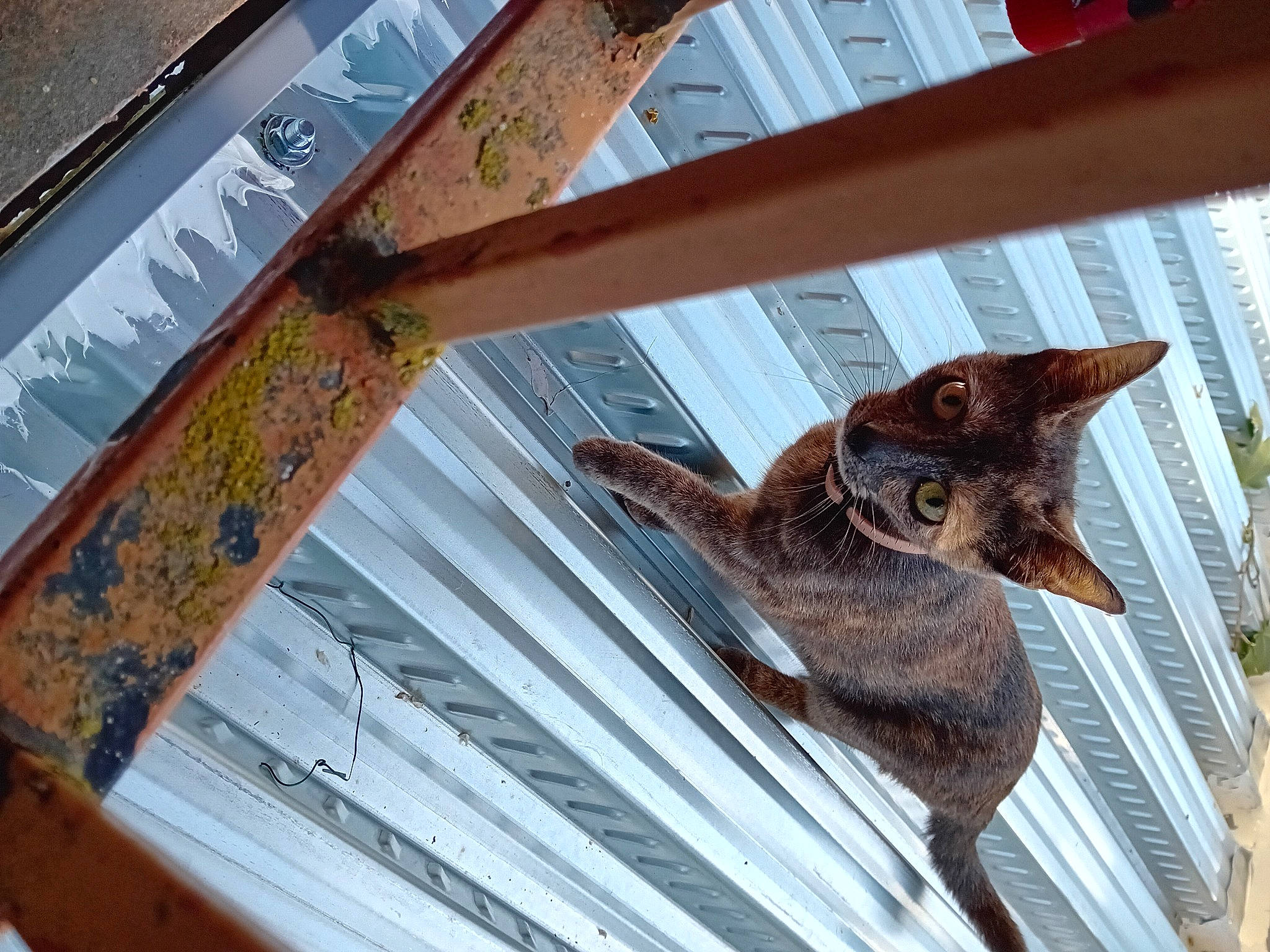 Mystic a rejoint le concours — aidez-le/la à gagner de superbes lots ! art, beak, building, carnivore, fawn, felidae, fox, fur, metal, perching_bird, small_to_medium_sized_cats, snout, tail, terrestrial_animal, tree, twig, whiskers, wildlife, window, wood