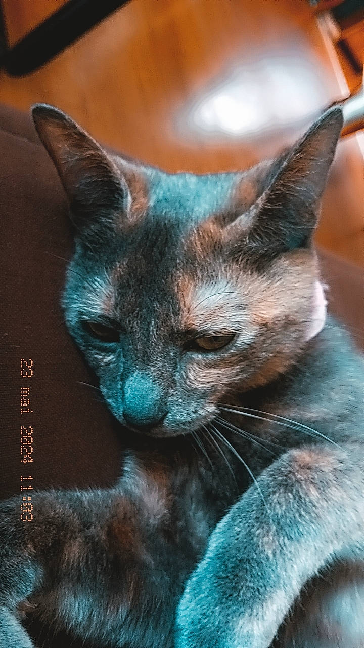 Mystic participe au concours pour gagner de l'argent avec cette photo : bombay, carnivore, cat, claw, domestic_short_haired_cat, electric_blue, felidae, fur, iris, small_to_medium_sized_cats, snout, terrestrial_animal, whiskers, window