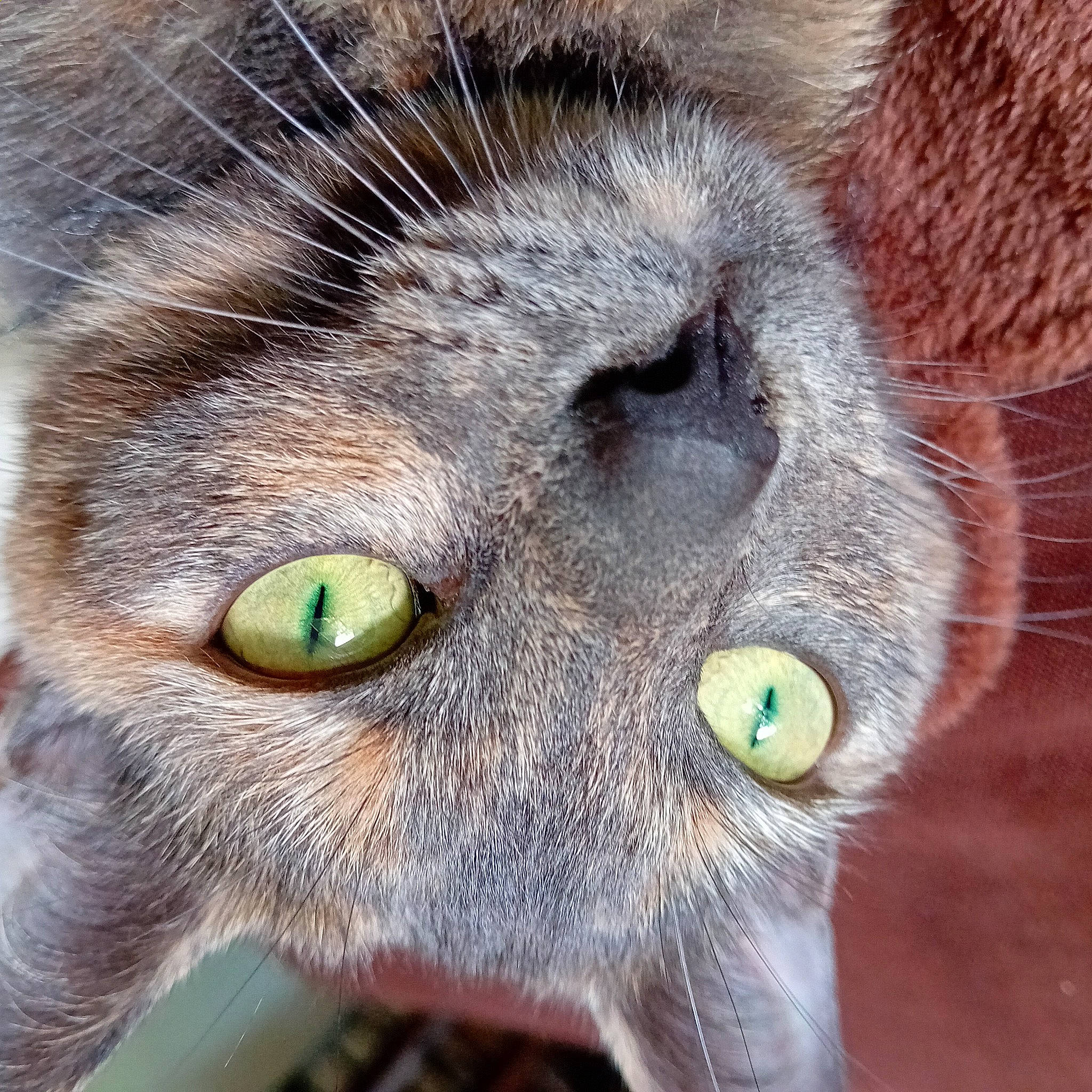 Mystic participe au concours pour gagner de l'argent avec cette photo : carnivore, cat, close_up, domestic_short_haired_cat, felidae, fur, grass, head, iris, macro_photography, photography, small_to_medium_sized_cats, snout, terrestrial_animal, whiskers, wildlife