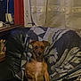 dog, brown_dog, couch, blanket, indoor, curtains, furniture, pet, small_dog, seated, looking_at_camera, living_room, household_items, table, decor, animal, domestic, relaxed, cozy, home