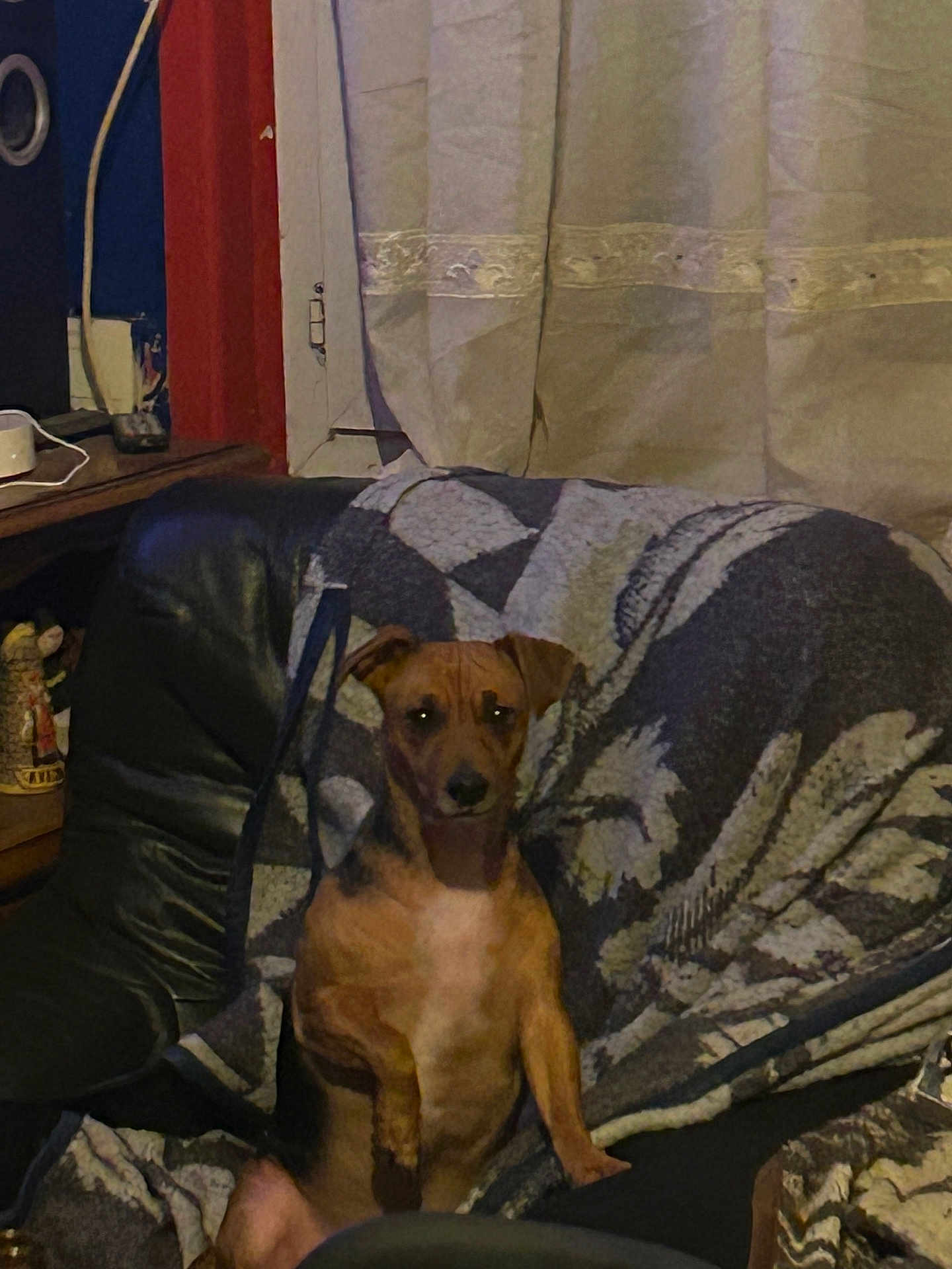 Kira participe au concours pour gagner de l'argent avec cette photo : dog, brown_dog, couch, blanket, indoor, curtains, furniture, pet, small_dog, seated, looking_at_camera, living_room, household_items, table, decor, animal, domestic, relaxed, cozy, home