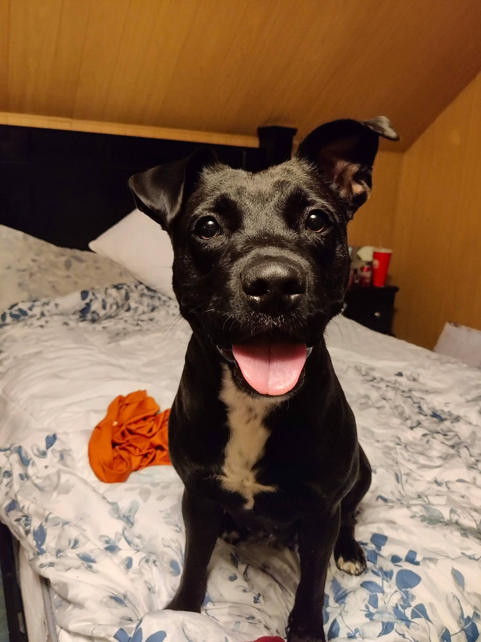 Demi is registered to the contest to win money with this photo: borador, canidae, carnivore, collar, comfort, companion_dog, dog, dog_breed, dog_collar, fawn, fur, guard_dog, liver, puppy, snout, sporting_group, terrestrial_animal, toy_dog, whiskers, working_animal