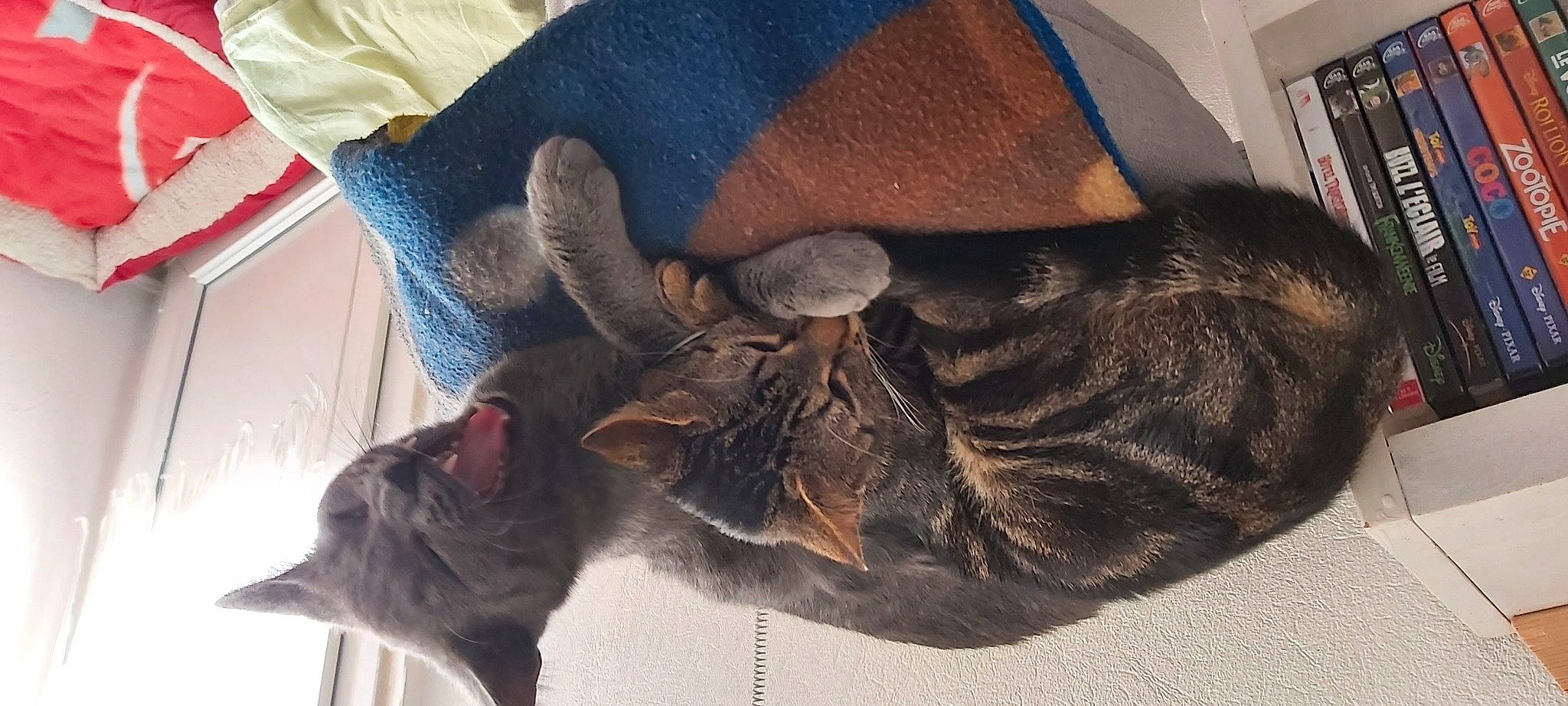 Videl Et Bulmat a rejoint le concours — aidez-le/la à gagner de superbes lots ! carnivore, cat, ear, felidae, small_to_medium_sized_cats, whiskers